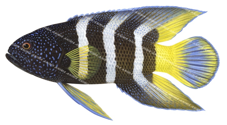 Eastern Blue Devil,Paraplesiops bleekeri,realistic illustration by Roger Swainston