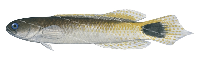 Southern Hulafish,Trachinops caudimaculatus,Swainston,Animafish