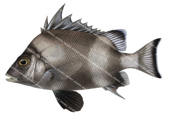 Banjo Fish,Banjos banjos,Scientific illustration on white background and clipping path