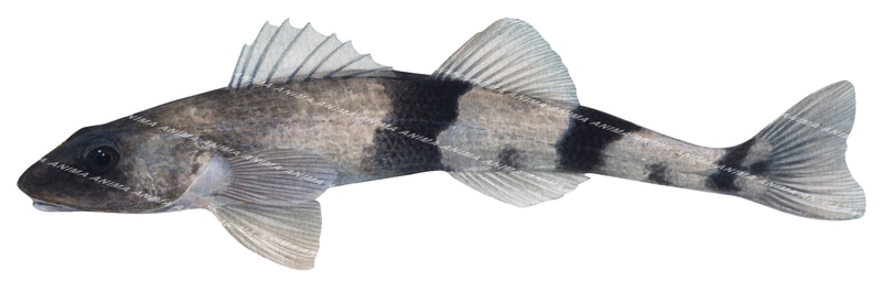 Apron,Zingel asper,Swainston,Animafish