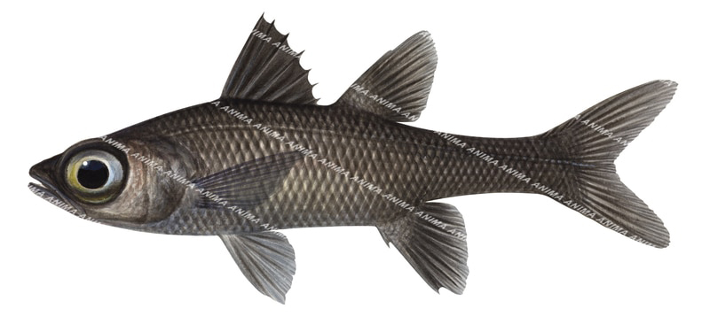 Bigeye Deepsea Cardinalfish,Epigonus lenimen,High resolution by R.Swainston
