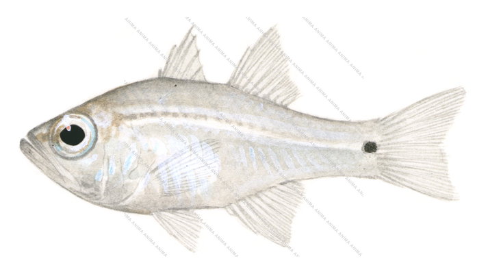 Fragile Cardinalfish,Apogon fragilis,Roger Swainston,Animafish