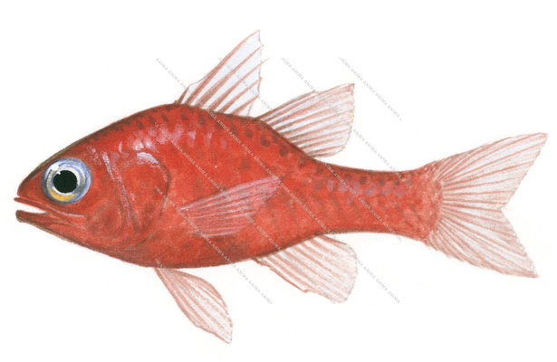 Little Red Cardinalfish,Apogon coccineus,Roger Swainston,Animafish