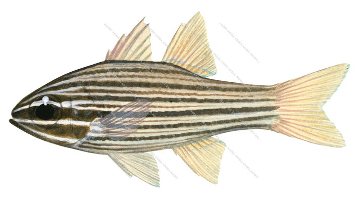 Manylined Cardinalfish,Apogon multilineatus,Roger Swainston,Animafish