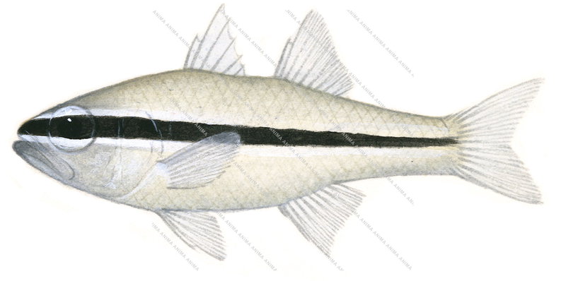 Mimic Cardinalfish,Cheilodipterus parazonatus,Roger Swainston,Animafish