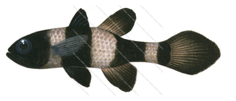 Paddlefin Cardinalfish,Pseudamia zonata,Roger Swainston,Animafish