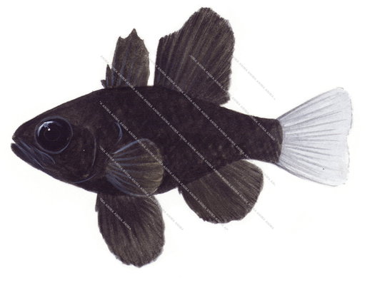 Sailfin Cardinalfish,Pterapogon mirifica,Roger Swainston,Animafish