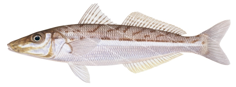 Eastern School Whiting,Sillago flindersi,Roger Swainston,Animafish