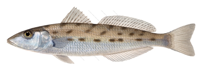 Eastern Trumpeter Whiting,Sillago maculata,Roger Swainston,Animafish