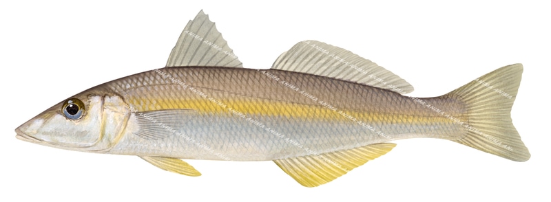 Goldenline Whiting-1,Sillago analis,Roger Swainston,Animafish