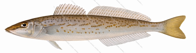 King George Whiting-2,Sillaginodes punctata,Roger Swainston,Animafish