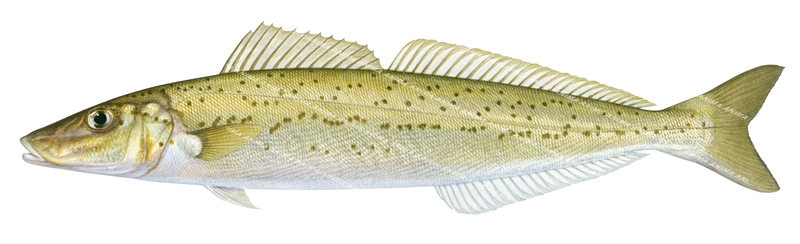 King George Whiting-4,Sillaginodes punctata,Roger Swainston,Animafish