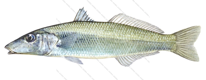 Sand Whiting-2,Sillago ciliata,Roger Swainston,Animafish