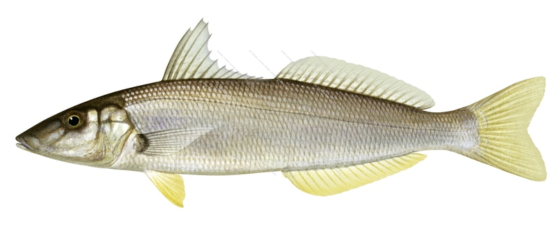 Sand Whiting-3,Sillago ciliata,Roger Swainston,Animafish