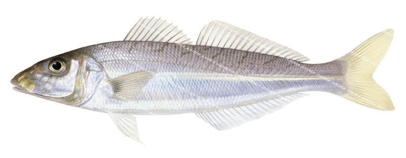 Southern School Whiting-3,Sillago bassensis,Roger Swainston,Animafish