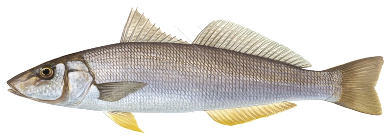 Yellowfin Whiting-2,Sillago schomburgkii,Roger Swainston,Animafish