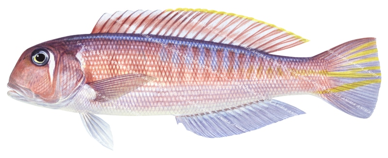 Red Tilefish,Branchiostegus japonicus,High quality illustration by R.Swainston