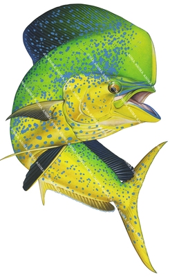 Mahimahi-4,Coryphaena hippurus,high quality realistic illustration by Roger Swainston