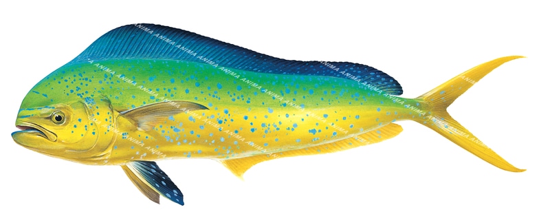 Swimming Mahi Mahi,Coryphaena hippurus Scientific illustration by Roger Swainston,Anima.au