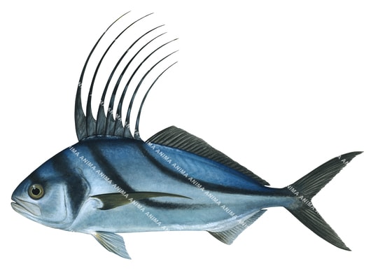 Roosterfish,Nematistius pectoralis,High Res illustration isolated on white background with clipping path