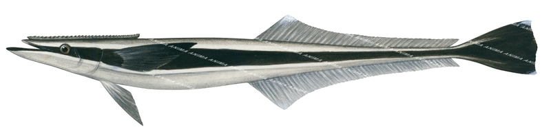 Slender Suckerfish-3,Echeneis naucrates,illustration by Roger Swainston,Animafish