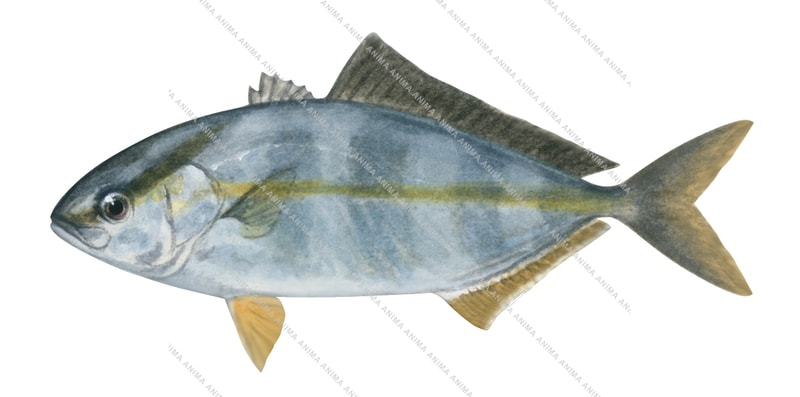 Amberjack,juv,Seriola dumerili,Roger Swainston,Animafish