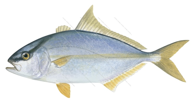 Highfin Amberjack-1,Seriola rivoliana,Roger Swainston,Animafish