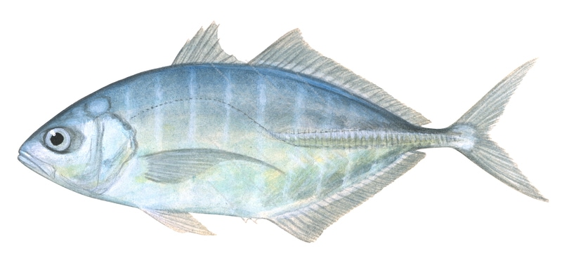 Cocinero Trevally,Caranx vinctus,Roger Swainston,Animafish