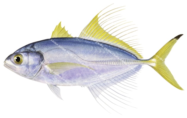 Male Fringefin Trevally,Pantolabus radiatus,Roger Swainston,Animafish