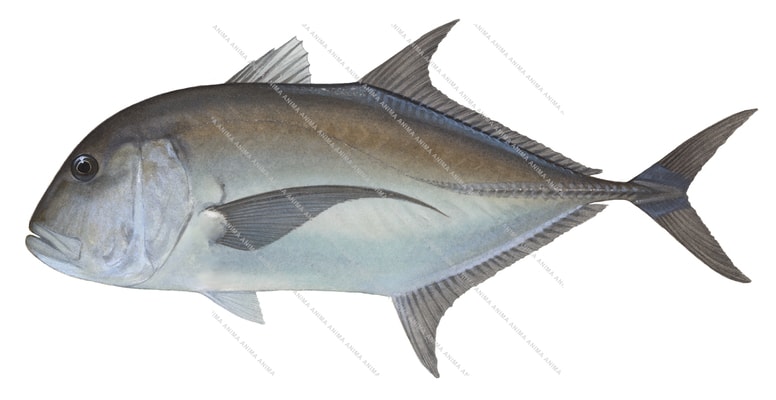 Giant Trevally-1,Caranx ignobilis,Roger Swainston,Animafish