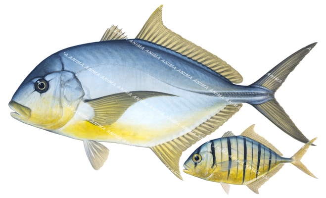 Adult and Juvenile Golden Trevally-3,Gnathanodon speciosus,Roger Swainston,Animafish