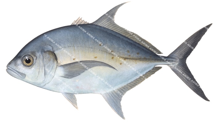 Island Trevally,Carangoides orthogrammus,Roger Swainston,Animafish