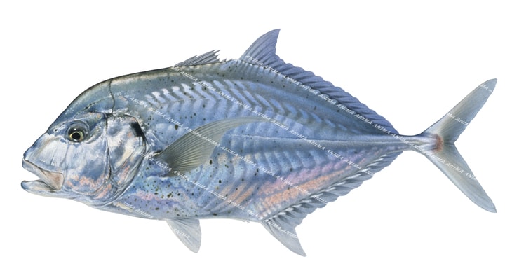 Longnose Trevally,Carangoides chrysophrys,Roger Swainston,Animafish