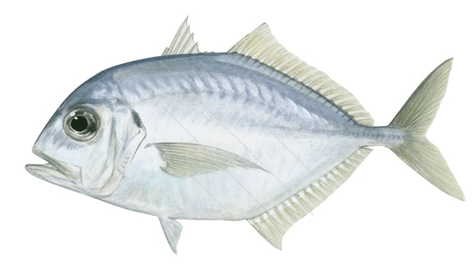 Malabar Trevally,Carangoides malabaricus,Roger Swainston,Animafish