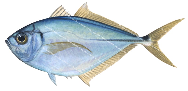 Pacific Bumper Trevally,Chloroscombrus orqueta,Roger Swainston,Animafish