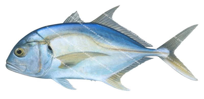 Pacific Trevally,Caranx caninus,Roger Swainston,Animafish