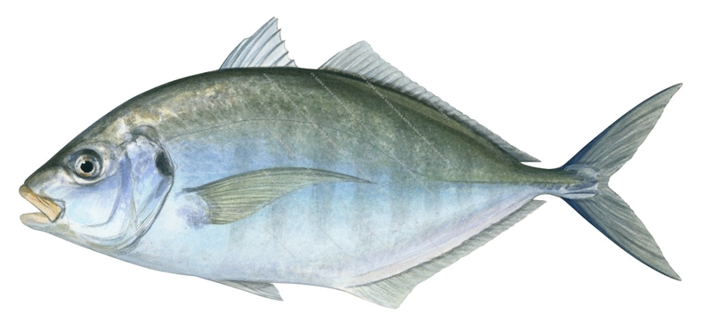 Silver Trevally-3a,Pseudocaranx dentex,Roger Swainston,Animafish