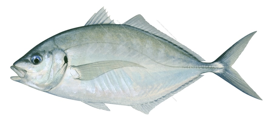 Silver Trevally-4,Pseudocaranx dentex,Roger Swainston,Animafish