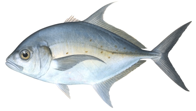 Thicklip Trevally,Carangoides orthogrammus,Roger Swainston,Animafish