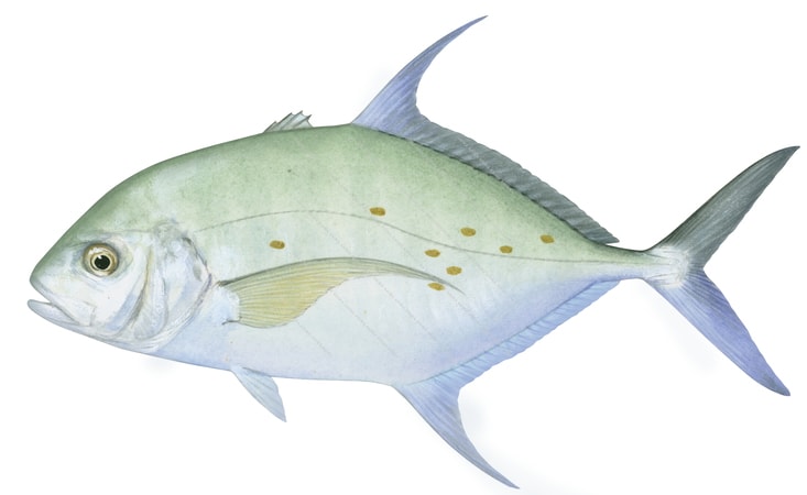 Thicklip Trevally-1,Carangoides othogrammus,Roger Swainston,Animafish