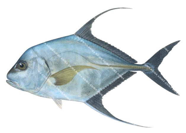 Threadfin Trevally,Carangoides otrynter,Roger Swainston,Animafish