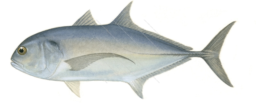 Tille Trevally-2,Caranx tille,Roger Swainston,Animafish