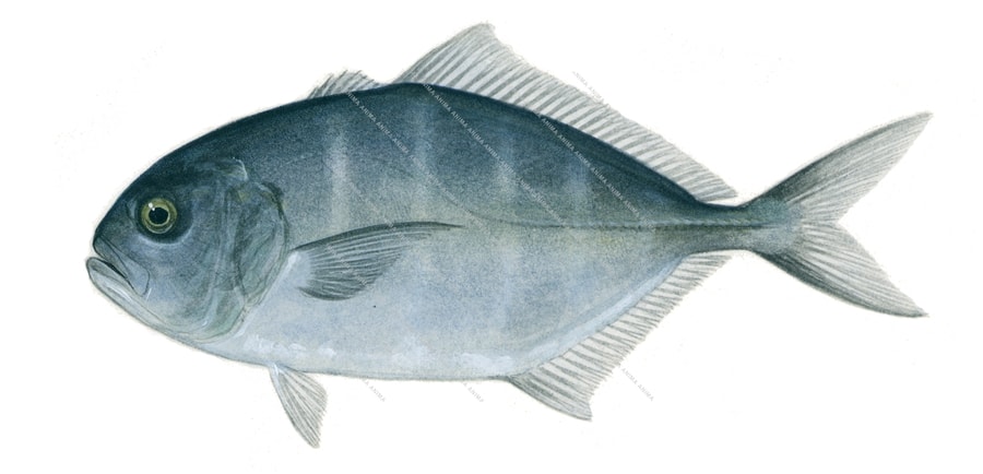 Whitemouth Trevally1,Uraspis helvola,Roger Swainston,Animafish