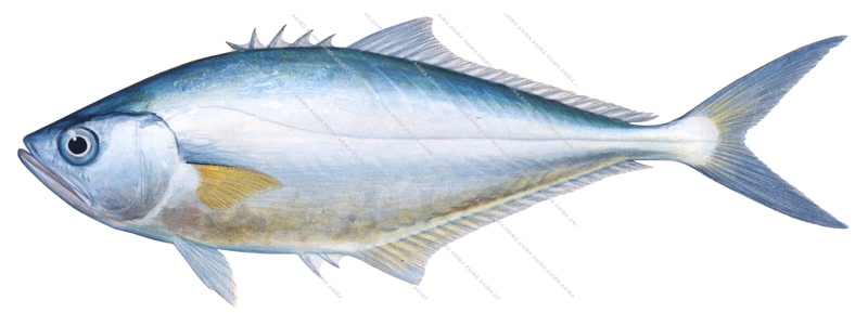 Longjaw Queenfish,Oligoplites altus,Roger Swainston,Animafish