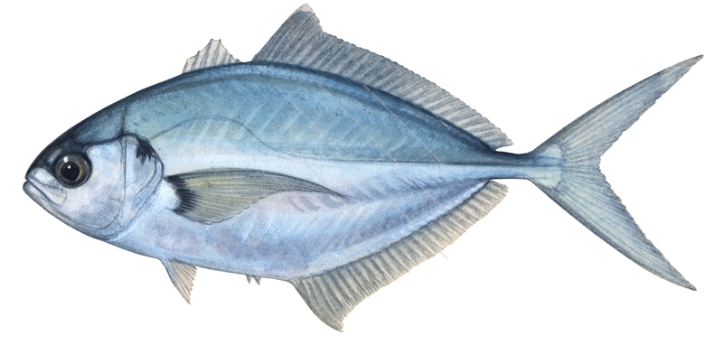 Blackfin Scad,Hemicaranx zelotes,Roger Swainston,Animafish