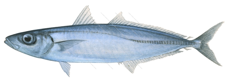 Slender Scad-1,Decapterus macrosoma,Roger Swainston,Animafish