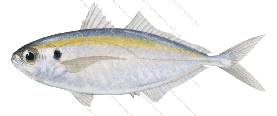 Yellowstripe Scad-1,Selaroides leptolepis,Roger Swainston,Animafish