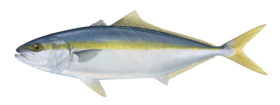 Yellowtail Kingfish-4,Seriola lalandi,Roger Swainston,Animafish