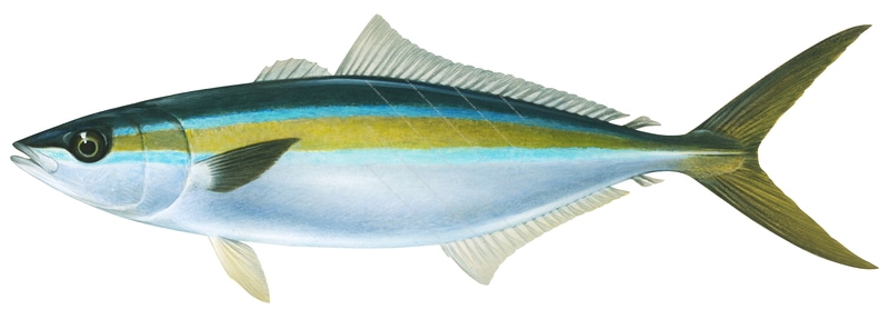 Rainbow Runner-3,Elegatis bipinnulata,Roger Swainston,Animafish