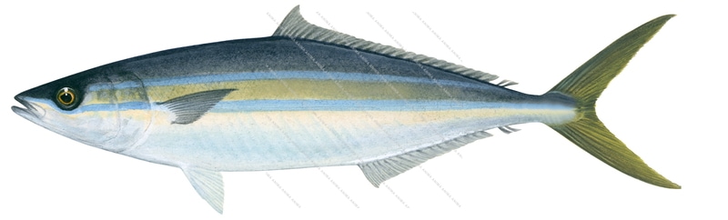 Rainbow Runner,Edit,Elagatis bipinnulata,Roger Swainston,Animafish